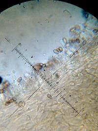 Psilocybe muliercula image