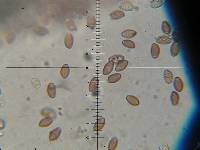 Leratiomyces squamosus var. thraustus image