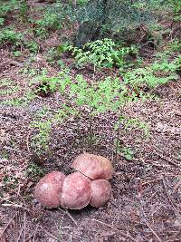 Boletus rex-veris image