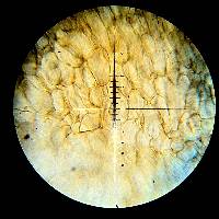 Psilocybe hoogshagenii image