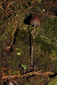 Psilocybe neoxalapensis image