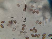 Leratiomyces squamosus image