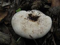 Lactarius piperatus image