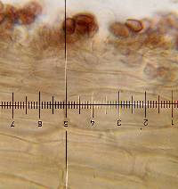 Psilocybe hoogshagenii image