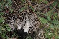 Tricholoma terreum image