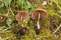 Psilocybe muliercula image