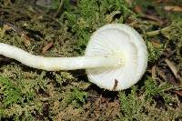 Hygrophorus chrysodon image