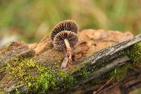 Psilocybe aztecorum image