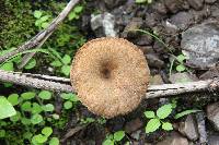 Lentinus velutinus image