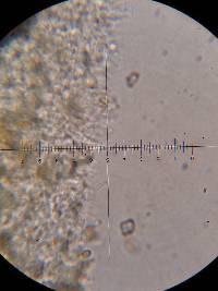 Psilocybe muliercula image