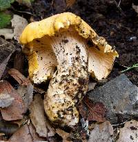 Cantharellus californicus image