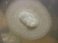 Psilocybe aztecorum image