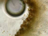 Psilocybe zapotecorum image