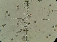 Psilocybe neoxalapensis image