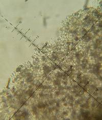 Psilocybe neoxalapensis image