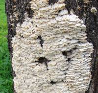 Trametes membranacea image