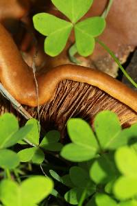 Omphalotus olivascens image