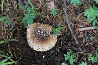 Amanita pantherina image