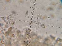 Psilocybe muliercula image