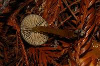 Hygrocybe psittacina var. psittacina image