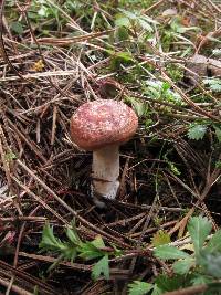 Lactarius vinaceorufescens image