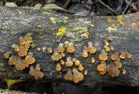 Schizophyllum umbrinum image