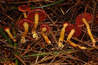 Cortinarius smithii image