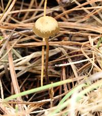 Psilocybe aztecorum image