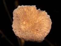 Lactarius gerardii image