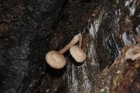 Armillaria puiggarii image