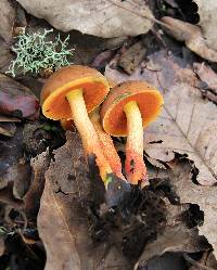 Boletus subvelutipes image