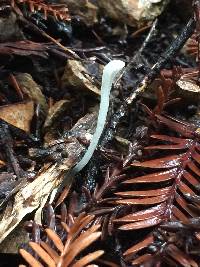 Clavaria falcata image