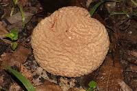 Calvatia pyriformis image