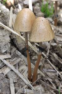 Panaeolus semiovatus image