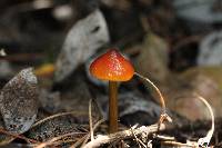 Hygrocybe singeri image