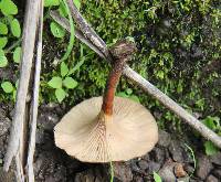 Lentinus velutinus image