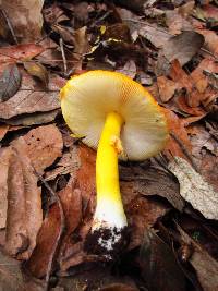 Amanita flavoconia image