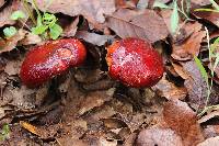 Boletus dupainii image