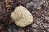 Boletus coniferarum image