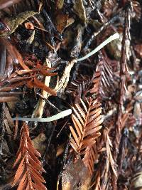 Clavaria falcata image