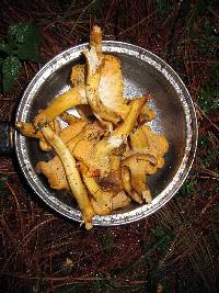 Cantharellus roseocanus image