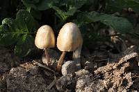 Panaeolus semiovatus image