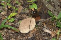 Image of Calvatia pyriformis