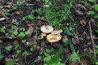 Lactarius psammicola image