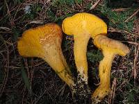 Cantharellus roseocanus image