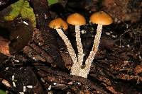 Psilocybe zapotecorum image