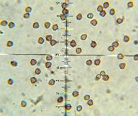 Psilocybe neoxalapensis image
