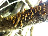 Schizophyllum umbrinum image