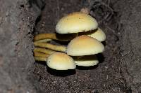 Hypholoma fasciculare image