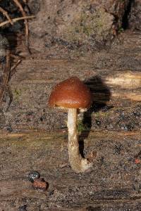 Galerina marginata image